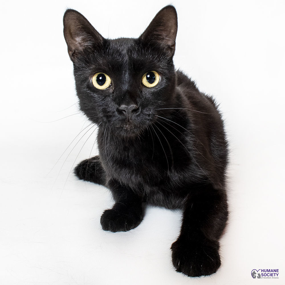 Adopt a friend: Beauty